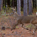 Image of a White tailed deer
