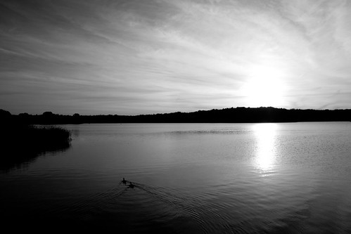 light sky blackandwhite lake landscape see licht sonnenuntergang sundown ducks himmel enten schwarzweiss landschaft schleswigholstein bordesholm bordesholmersee difridi