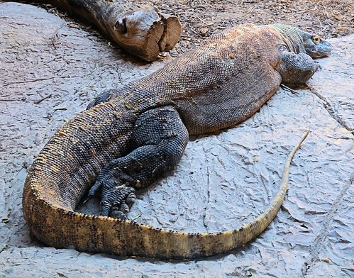 zoo texas reptile lizard brownsville komododragon monitorlizard gladysporterzoo varanuskomodoensis komodomonitor nikond7000 nikkor18to200mmvrlens