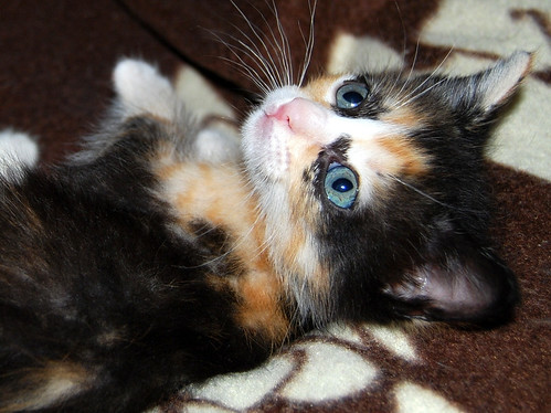 Kitty, exótica gatita tricolor de pelo semilargo, nacida en Abril´14, en adopción. Valencia. ADOPTADA. 14077654588_26a646b5e6
