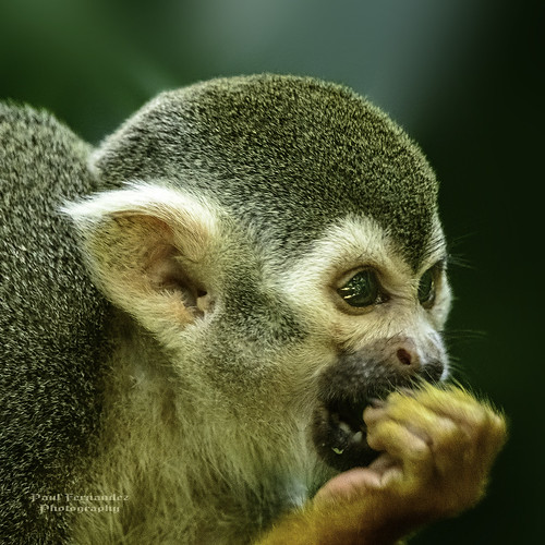 zoo florida brevard squirrelmonkey monkeysquirrel brevardzoo