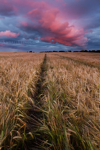 pink light sunset red summer sky plants cloud sun color detail nature colors field grass rain vertical clouds landscape outdoors photography lights evening early colorful warm europe soft exposure estonia day view wind outdoor pastel atmosphere nopeople baltic adventure clear land nordic northen andrei leefilter estonianlandscape reinol andreireinol