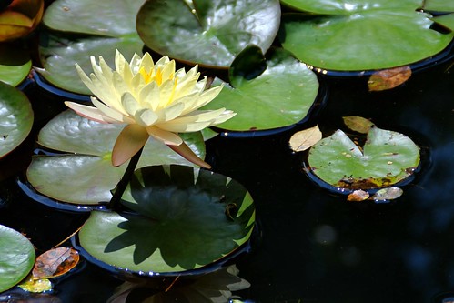 flowers summer usa plant flower water floral yellow georgia botanical waterlily lily south southern lilies lilypad nymphaeaceae flowersinwater ballground gibbsgardens