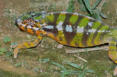 Panther Chameleon (Furcifer pardalis) (captive specimen)