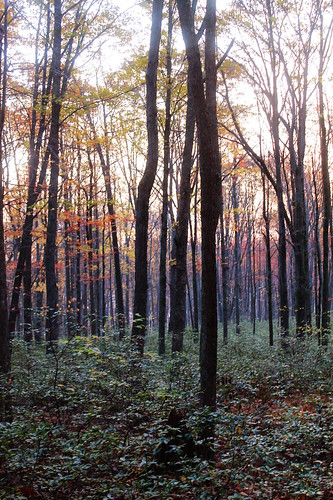 andyarthur forestroad160259dispersedcamping beautifulalleghenywoods