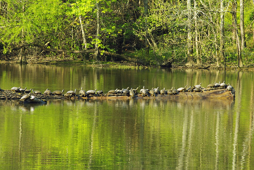 statepark travel usa nature water landscape hiking tennessee wildlife turtles