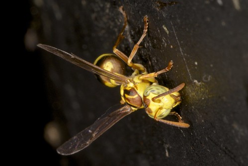 insect nt australia northernterritory hymenoptera insecta vespoidea ropalidia