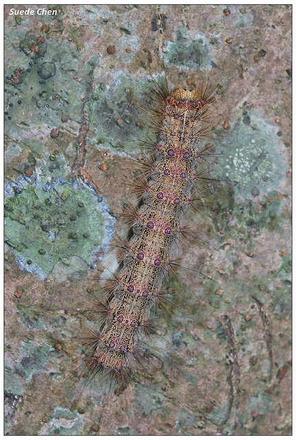 木毒蛾 Lymantria xylina Swinhoe, 1903