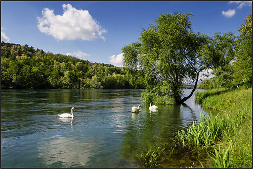 river landscape ticino swan fiume natura paesaggio cigni cigno fav10 parcodelticino beppeverge