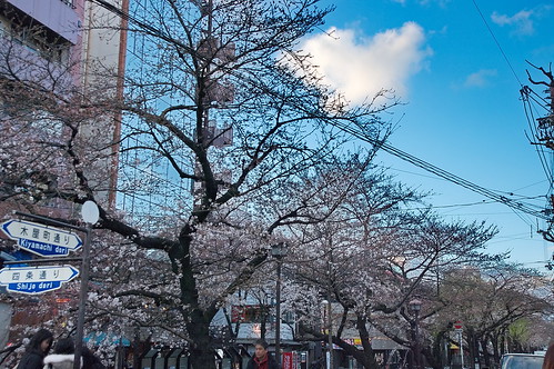 【写真】2013 桜 : 木屋町通り/2019-05-18/IMGP8757