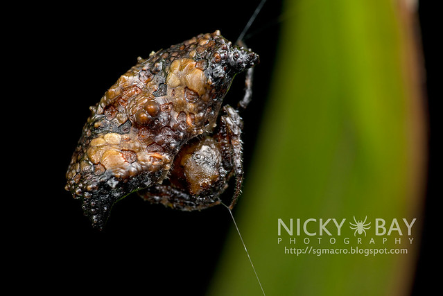 Bird Dung Spider (Pasilobus sp.) - DSC_9475