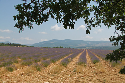france nature field canon view lavender sault lavendel 2013