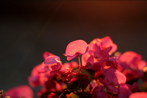 sunset sunlight flower canon eos 50mm ii blume fifty 118 nifty 550d