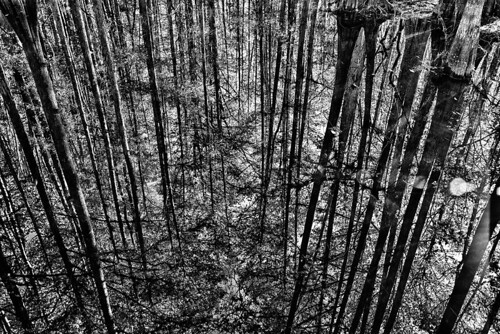 trees cypress hdr floridastatepark cypressswamp highlandscountyflorida ericseibert