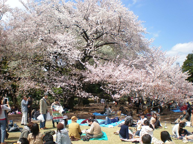 Sakura at Shinjuku Gyoen Park