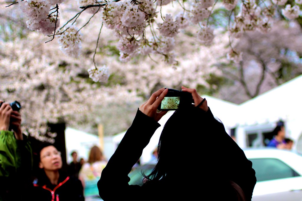 Cherry Blossoms Washington DC April 2014