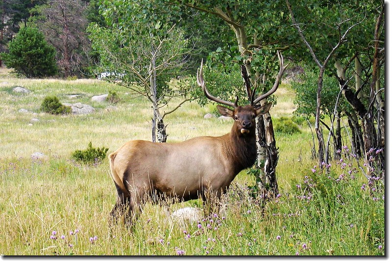 Elk in Moraine Park 8