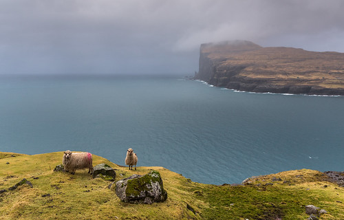 ocean sea green grass rain animals rocks punk day sheep north gray atlantic faroeislands faroe eiði streymoy