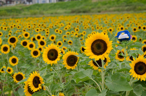 ひまわり / sunflower