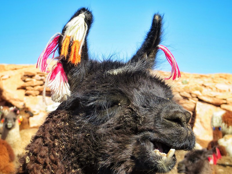 Bleating llama in Uyuni, Bolivia
