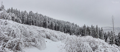 trees winter snow tree nature forest landscape deutschland thüringen natur landschaft wald ilmenau