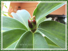 First time flower bud of Costus speciosus