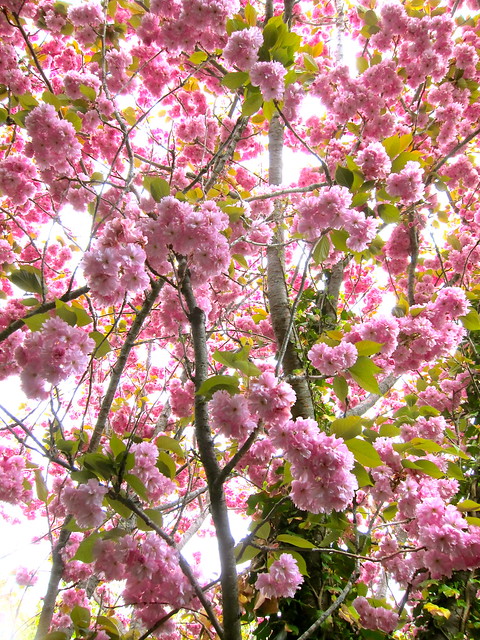 Sakura or Cherry Blossom Jellies