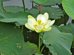 Yellow Water-Lily