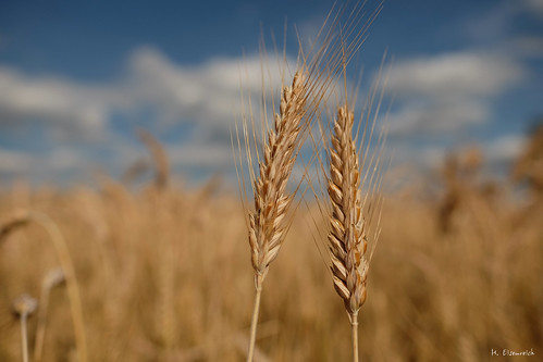 summer field bokeh sommer wheat hans feld ears fujifilm weizen ähren xt1 eisenreich