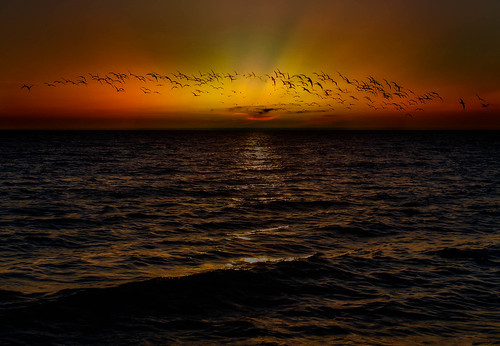 sunsetbeachgulf birds