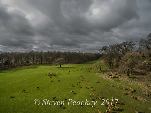 staindrop england unitedkingdom drone aerial dji djiphantom3advanced p3a deer landscape sky clouds trees rabycastle stevenpeachey lightroom reddeer fallowdeer countydurham castle