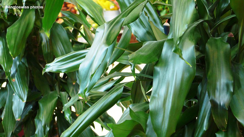 Green plants in Migros