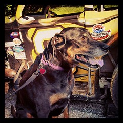 Lola wants to go #racing #dogstagram #dobermanmix #uslegends #8 #happydog