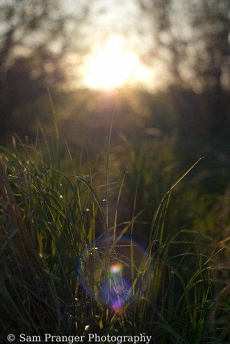 grass june lensflare 2013 hartleypark