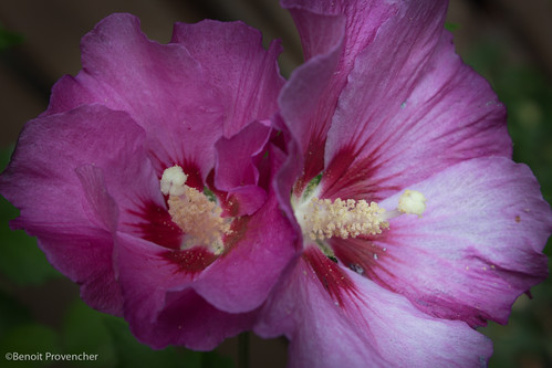07 - 2 Hibiscus roses dos à dos