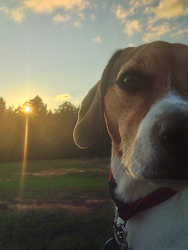 sunset orange dog pet brown sun white black reflection beagle yellow mississippi outdoors nose friend bright walk hunting trails down best whiskers bark sniff pinelakechurch