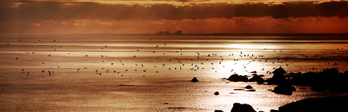 light sunset sea lighthouse birds rocks flock shore dungeness powerstation folkestone samphirehoe