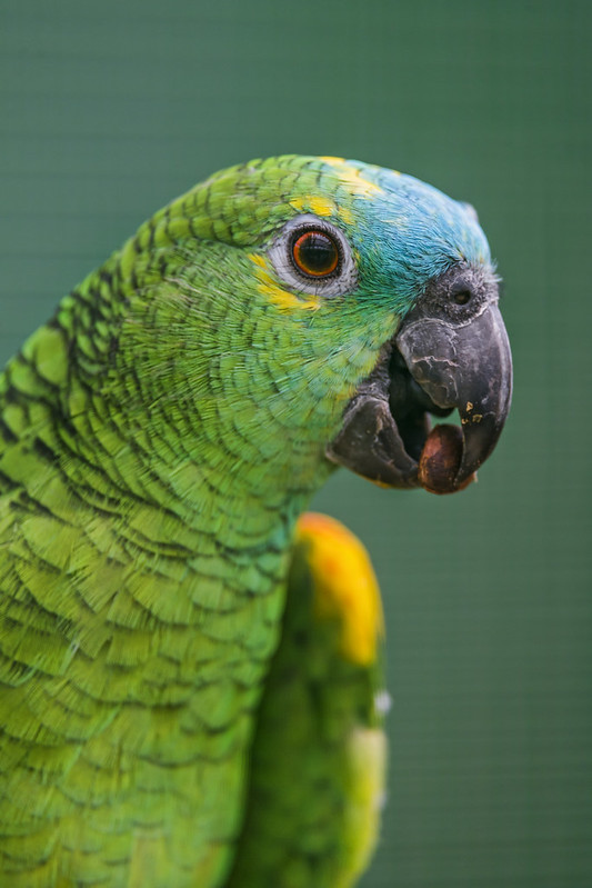 Blue-fronted Amazon Parrot portrait