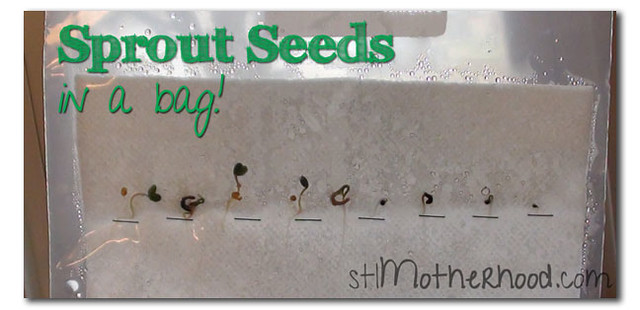 grow seeds in a bag with paper towels