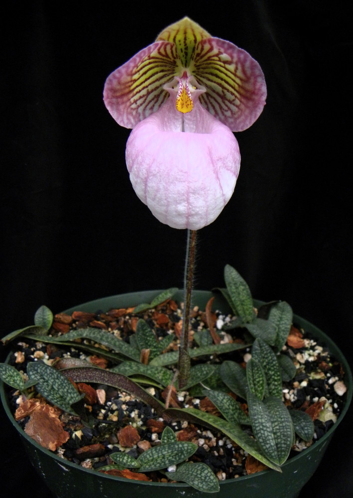 Paph micranthum