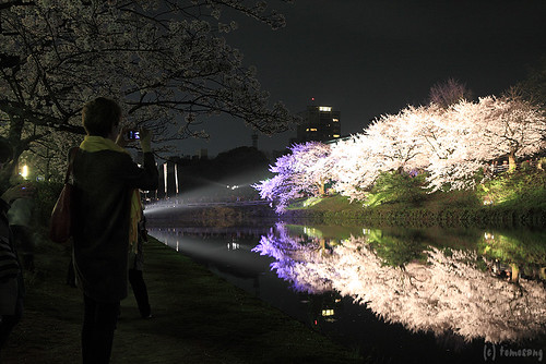 Sakura Festival 2014 at Night