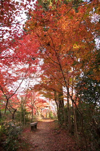 【写真】2012 紅葉 : 鍬山神社/2021-12-10/IMGP5858
