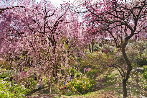 【写真】2013 桜 : 原谷苑（２）/2021-02-05/IMGP9991