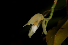 18 Coelogyne chanii - Poring Orchid Garden 2011-11-07 01