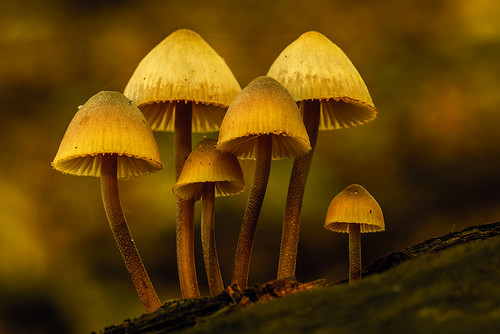 autumn mushroom forest woods sweden fungi stump halland mygearandme