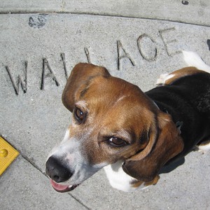 Wallace's Flickr icon