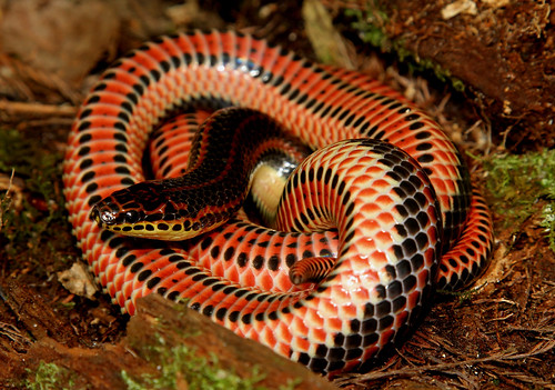 rainbow snake south carolina snakes reptiles farancia erytrogramma