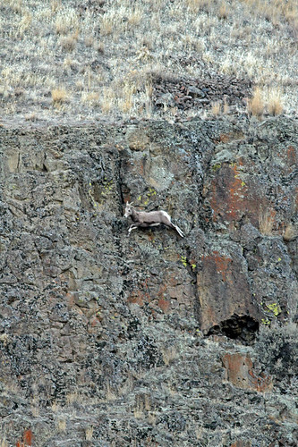 cliff nature animal canon mammal washington jumping rocks wildlife 7d shep dslr bighornsheep