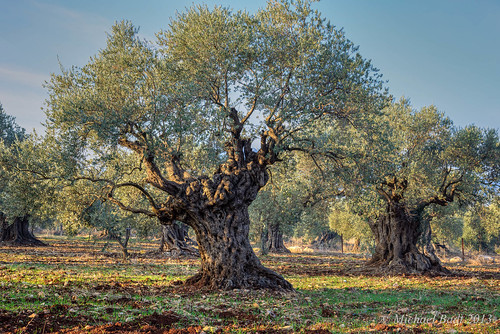 trees israel north naturelandscape easternuppergalilee
