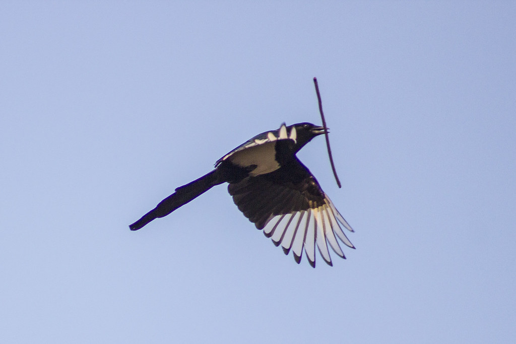 Magpie's Take Off